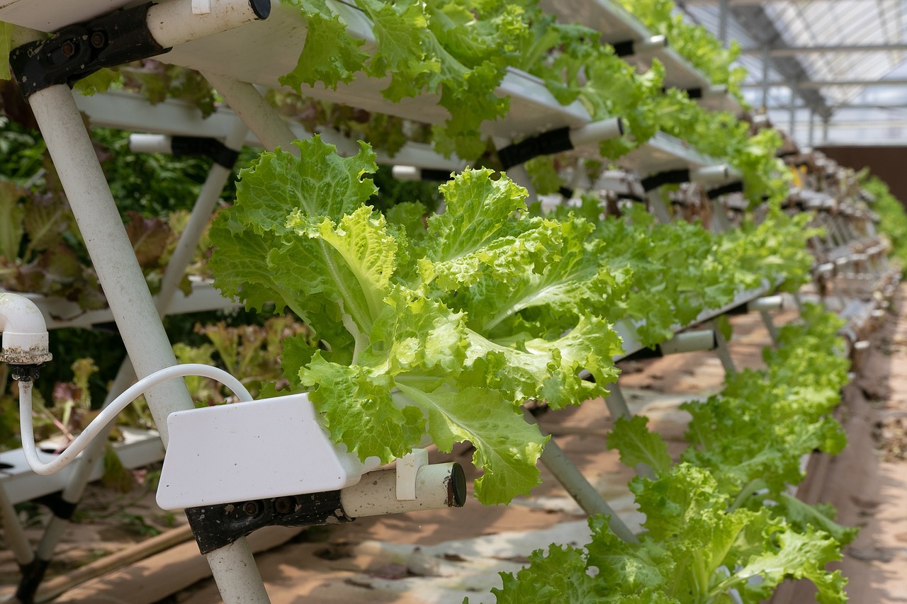 How to Create a DIY Greenhouse for Urban Gardening